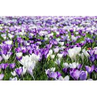 2230_11 Frühlingswiese mit violetten und weissen Krokusblueten in der Sonne. | Fruehlingsfotos aus der Hansestadt Hamburg; Vol. 2